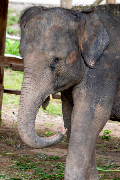 istock Asian elephant species In the conservation center 1270007692
