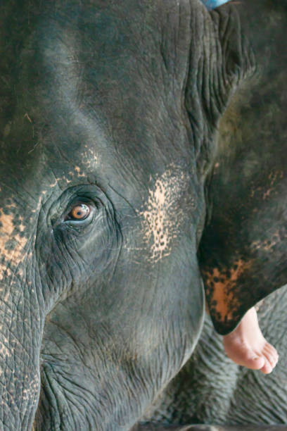 istock Asian elephant species In the conservation center 1270007705