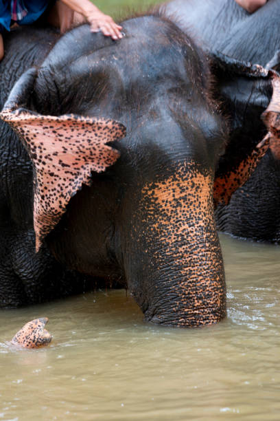 istock Asian elephant species In the conservation center 1270007741