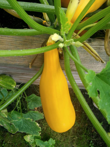 istock Garden pumpkin, zucchini, cucurbita pepo subsp. pepo 1270008482