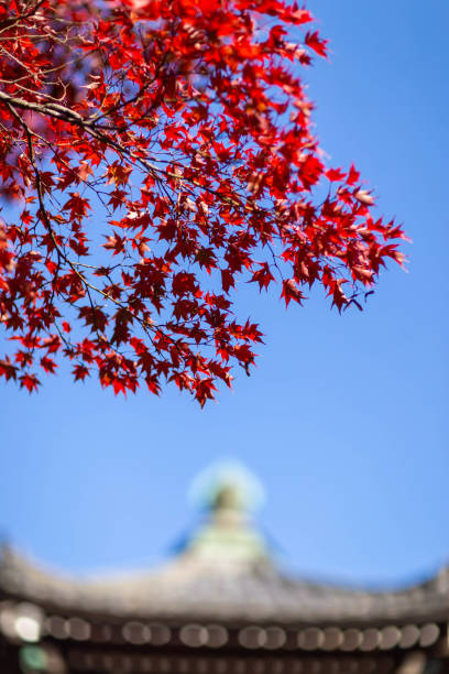 istock Bright red leaves, blue sky and Japanese style architecture 1270011742