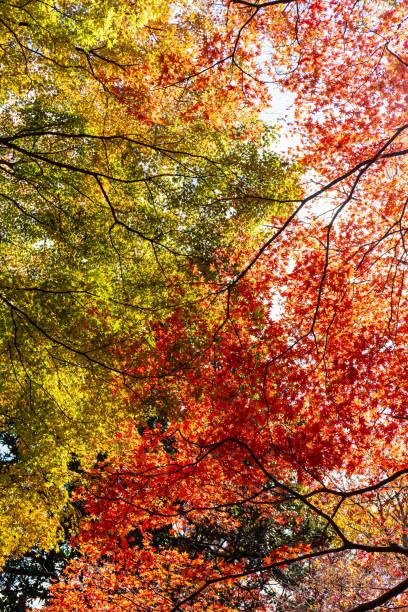 istock Autumn woods with different colors in each area 1270011765