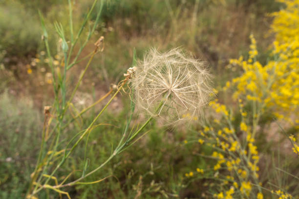 istock Wild dandelion flower 1270012460