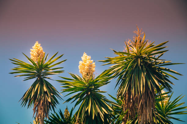 tree, palm, green, nature, branch, sky, plant, pine, christmas, fir, blue, summer, leaf, tropical, white, needle, isolated, spruce, macro, natural, evergreen, leaves, holiday, flora, palm tree