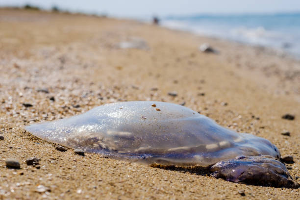 istock jellyfish on the sand 1270014158