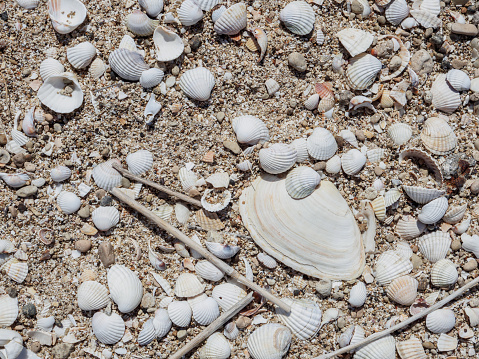 Top view of seashells on the sand on a sunny day. Natural background of marine nature. Sea vacation concept. Copy space. Flat lay.