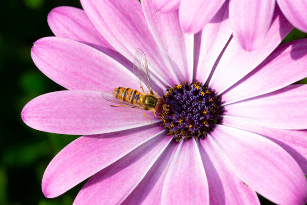 istock Marmalade hoverfly on Cape Marguerite 1270016019