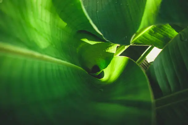 Photo of Banana leaves are green nature.v