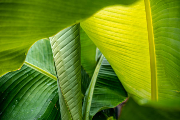 istock Banana leaves are green nature.v 1270018537