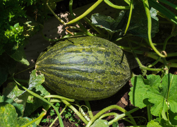 Melon about to be collected stock photo