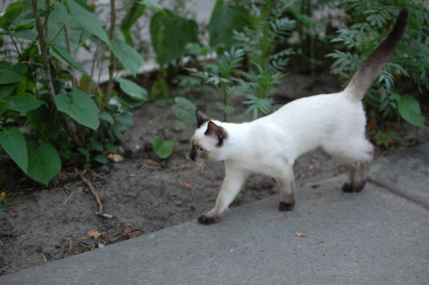 istock thai kitten walks outside in summer 1270019957