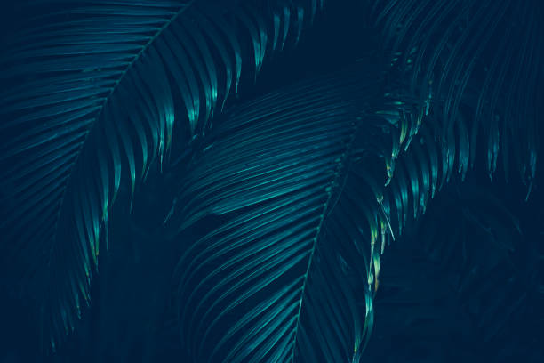 istock tropical palm leaves, dark blue toned 1270020192