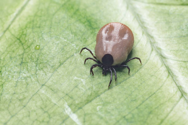 istock A dangerous parasite and infection carrier mite sitting on a green leaf 1270020240