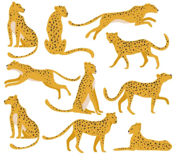 Vector illustration of Wild leopard set.