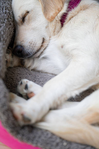 istock Cute puppy dog sleeping in her bed. 1270021405