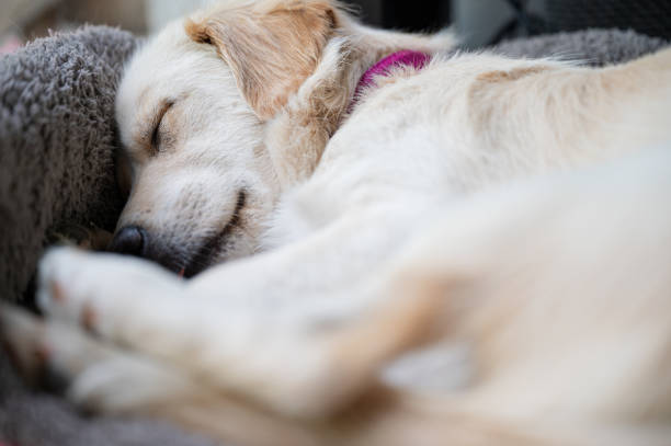 istock Cute white puppy dog sleeping 1270022327
