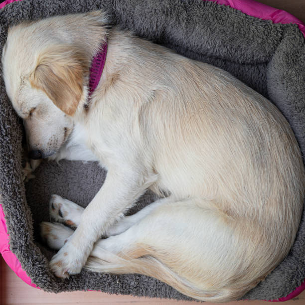 istock Cute white puppy dog lying curled up in her soft bed 1270022374