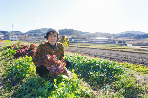 istock Senior woman with smile harvesting 1270022769