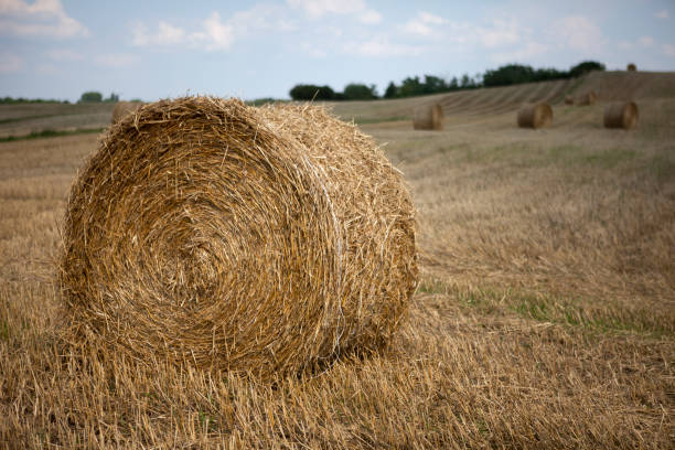 straw bale in the field after the harvest - wheat sunset bale autumn imagens e fotografias de stock