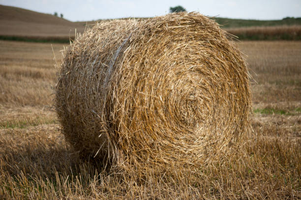 straw bale in the field after the harvest - wheat sunset bale autumn imagens e fotografias de stock