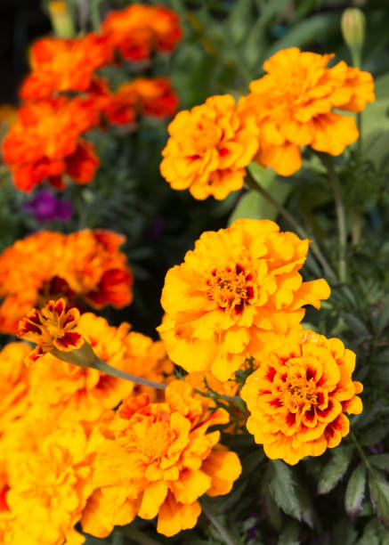 istock Marigold flowers also known as tagetes close – up view 1270023631
