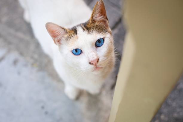 istock Blue-eyed cat looking directly at the camera 1270023689