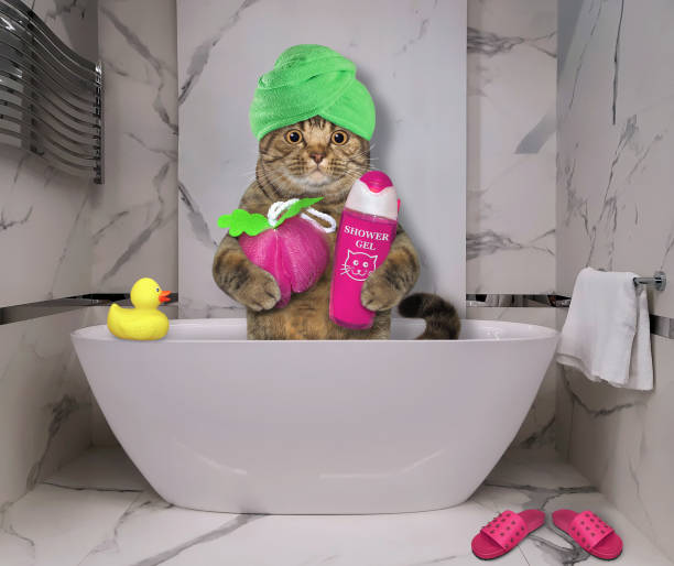 istock Cat takes bath at hotel 3 1270023739