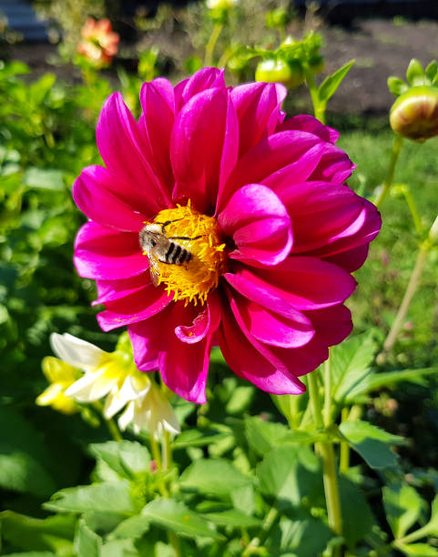 istock A bee sits on a pink flower, botanical photographs. 1270023813