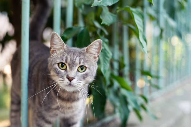 Curious kitten looking at the camera Portrait of a stray kitten looking at the camera. stray animal stock pictures, royalty-free photos & images