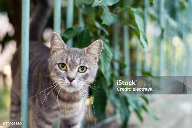 Curious Kitten Looking At The Camera Stock Photo - Download Image Now - Domestic Cat, Outdoors, Stray Animal