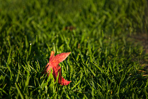 A bright red autumn leaf sitting on the green grass with morning dew
