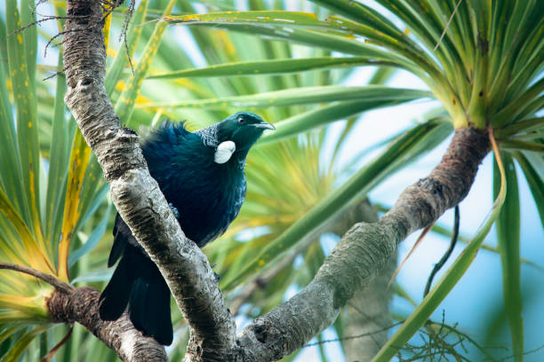 Tui bird perched on a cabbage tree branch in my backyard in Auckland Tui bird perched on a cabbage tree branch in my backyard in Auckland honeyeater stock pictures, royalty-free photos & images