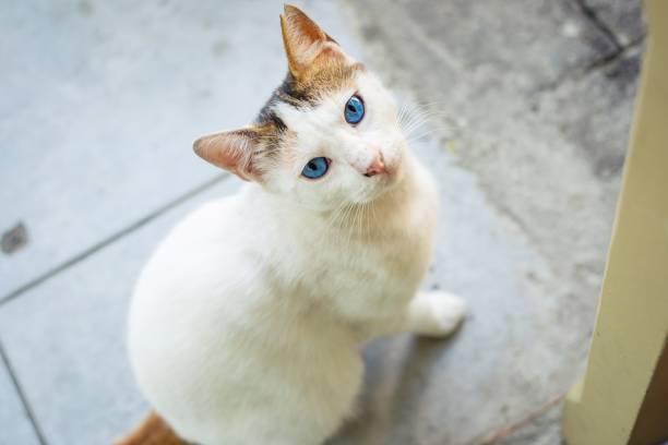 Blue-eyed cat looking directly at the camera