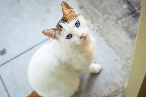 Portrait of a blue-eyed cat posing for a portrait photo.