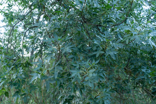 istock leaves and branches of a tree 1270025898