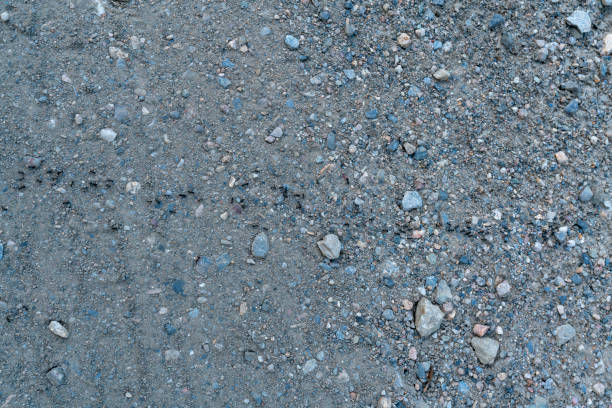 istock ants on the ground carrying food 1270025904