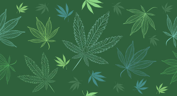 Vector Seamless Medical Cannabis, Marihuana Leaves on a Green Background. Hand painted ganja leaves for surface design - packaging, posters, textile design. cannabis plant stock illustrations