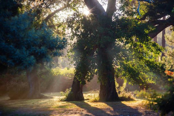 istock cork oak at dawn in the forest 1270027215