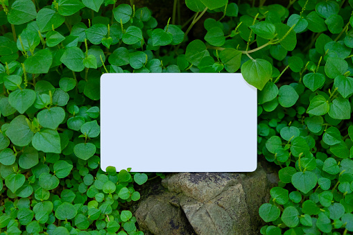 business card mock up with  natural rock and little green leaf background , Creative layout with nature concept. Leaf, background, logo, sign, board, frame, template, top, space, minimal. Flat lay.