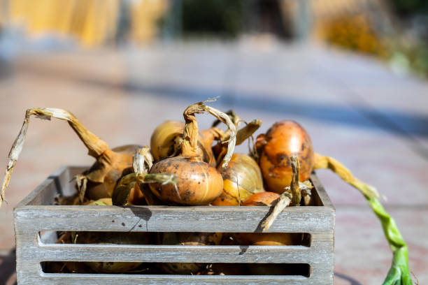 istock Freshly harvested onions in a gray wooden box 1270027894