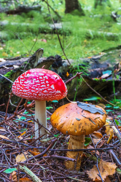 istock Fly agaric mushroom on the forest floor 1270028812
