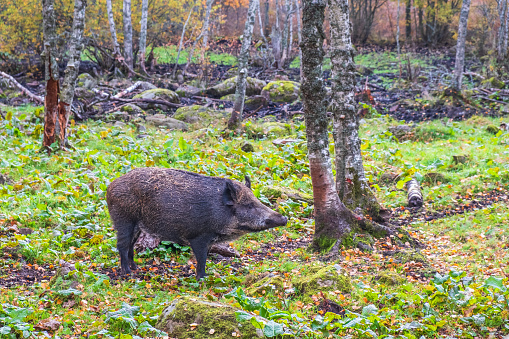 Wild boar in a forest glade at the autumn