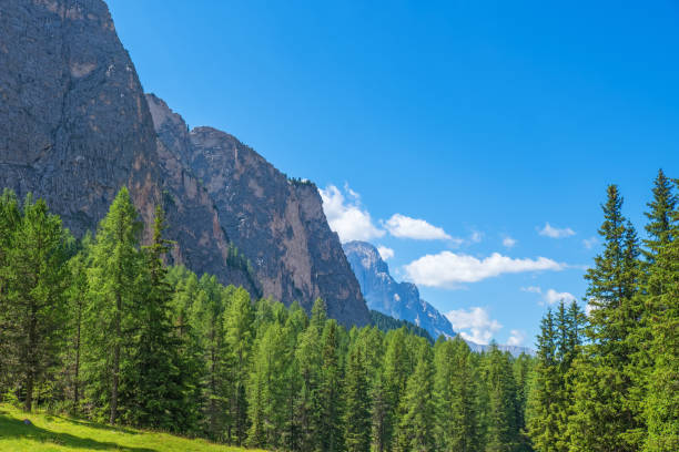 istock Alps valley with spruce trees at a rock wall on a mountain 1270029075