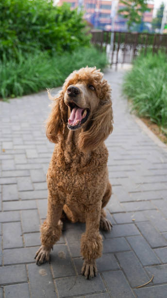 istock Poodle poodle on the roadside 1270030156