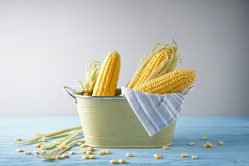 Cobs of ripe raw corn in basket on blue wooden background, horizontal.