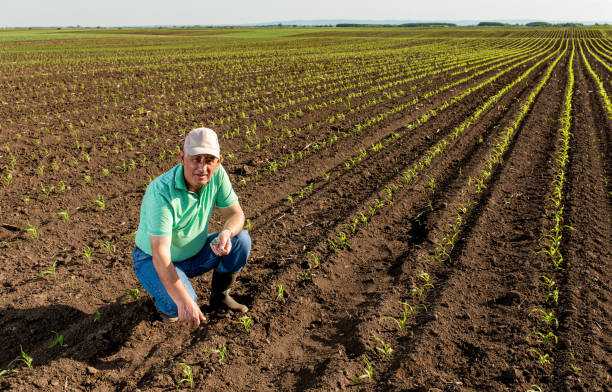 istock Senior farmer standing in corn field examining crop. 1270038501