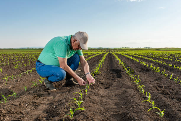 istock Senior farmer standing in corn field examining crop. 1270038505