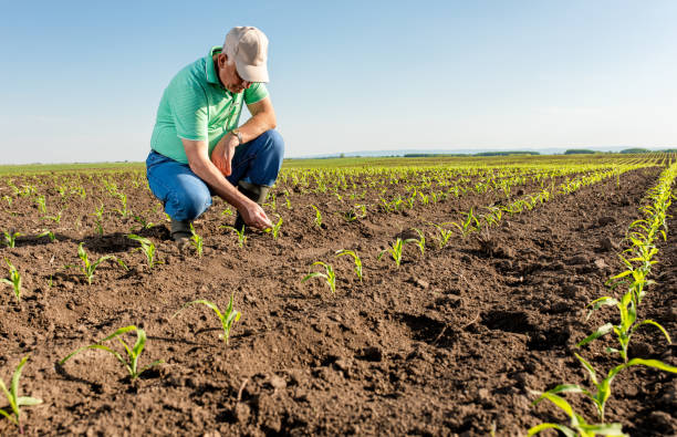 istock Senior farmer standing in corn field examining crop. 1270038564