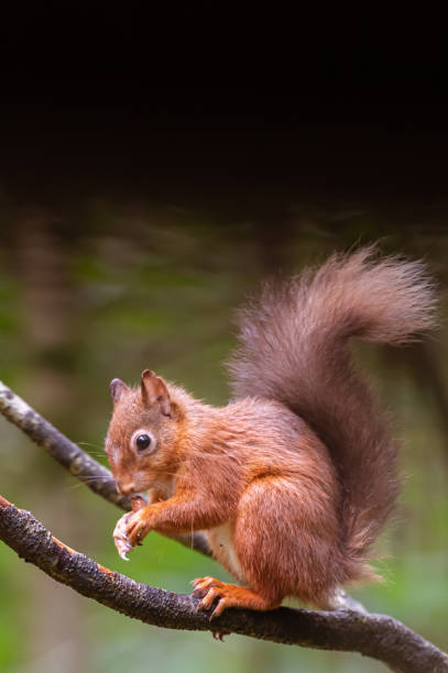 istock One red squirrel standing on a branch eating a nut on a wet overcast morning in Scottish woodland 1270040661