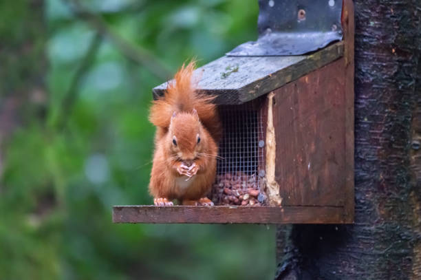 istock One red squirrel eating a nut while standing on a feeder on a wet overcast morning in Scottish woodland 1270041307